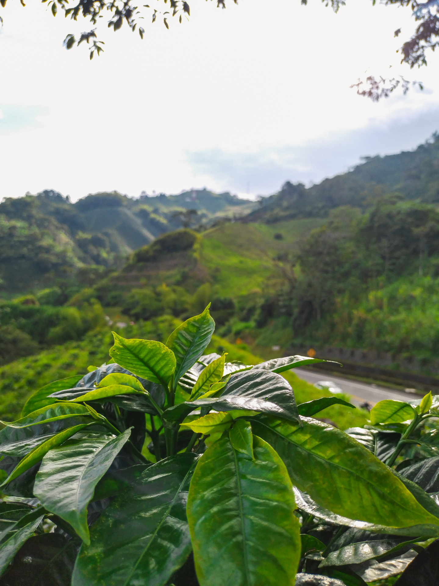 Armenia, Colombia